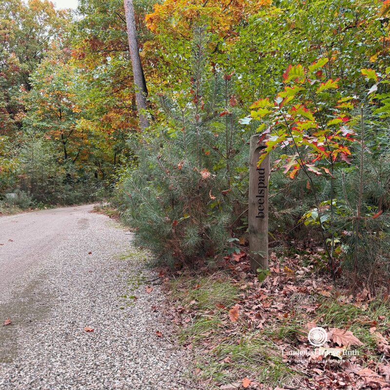 𝗢𝗩𝗘𝗥 𝗗𝗘 𝗣𝗔𝗗𝗘𝗡 𝗩𝗔𝗡 𝗥𝗨𝗧𝗛 | 𝗛𝗘𝗧 𝗕𝗘𝗘𝗟𝗦𝗣𝗔𝗗 🌿 De...