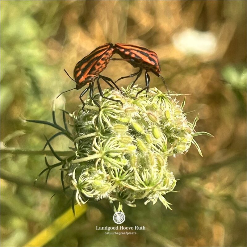 𝗕𝗜𝗝𝗭𝗢𝗡𝗗𝗘𝗥 𝗠𝗢𝗠𝗘𝗡𝗧 𝗢𝗣 𝗛𝗢𝗘𝗩𝗘 𝗥𝗨𝗧𝗛 | 🌿 Misschien komt deze...