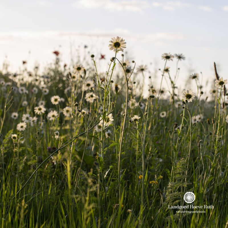 MOEDERDAG | 🌿 Vandaag is het Moederdag. Een dag van...