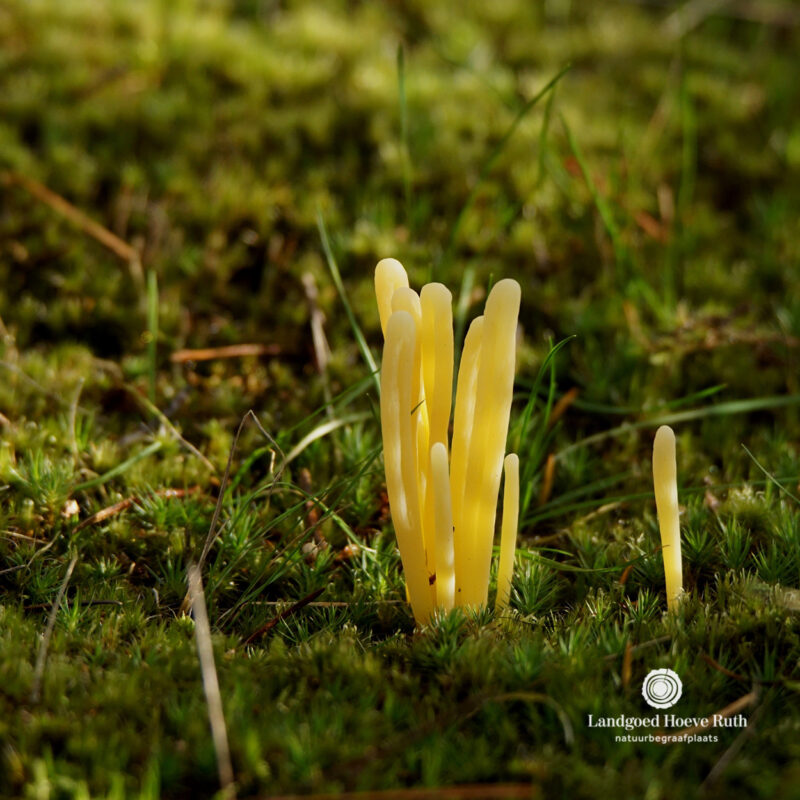 𝗪𝗢𝗡𝗗𝗘𝗥𝗘 𝗪𝗘𝗥𝗘𝗟𝗗, 𝗩𝗟𝗔𝗞 𝗢𝗡𝗗𝗘𝗥 𝗢𝗡𝗭𝗘 𝗩𝗢𝗘𝗧𝗘𝗡 | 🌿 Wie de...