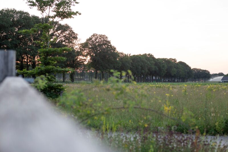 𝗛𝗘𝗧 𝗜𝗦 𝗭𝗢𝗠𝗘𝗥 | 🌿 Gisteren was de langste dag...