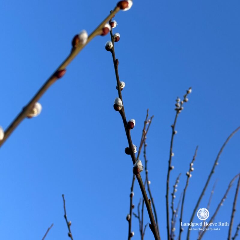 𝗟𝗘𝗡𝗧𝗘 | 1 maart. Katjes tegen een heldere hemel, Welkom...