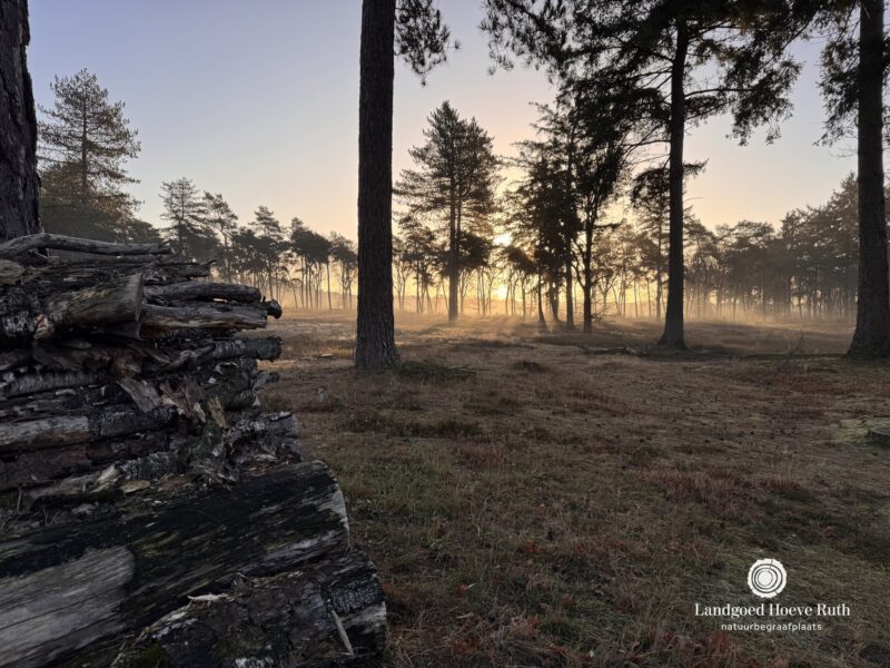 𝗔𝗟𝗟𝗘 𝗚𝗢𝗘𝗗𝗦 𝗩𝗢𝗢𝗥 𝟮𝟬𝟮𝟲 | 🌿 Een nieuw jaar begint...