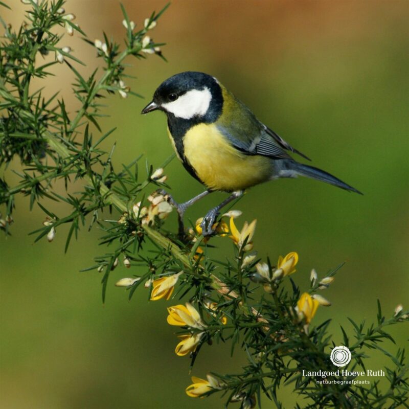 𝗣𝗔𝗦𝗘𝗡 | 🌿 Op zoek naar het typische geel voor...