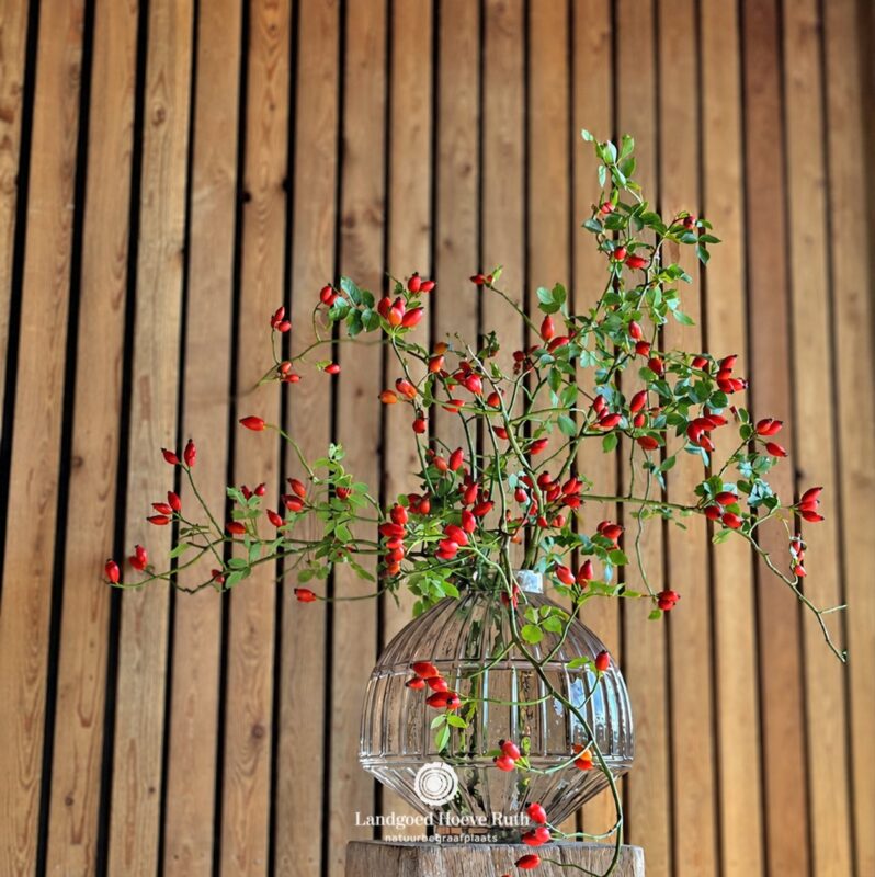 𝗥𝗢𝗭𝗘𝗡𝗕𝗢𝗧𝗧𝗘𝗟 | Verrassend waardevol. 🌿 Op Hoeve Ruth kleuren de...